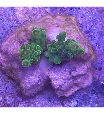 Acropora Florida