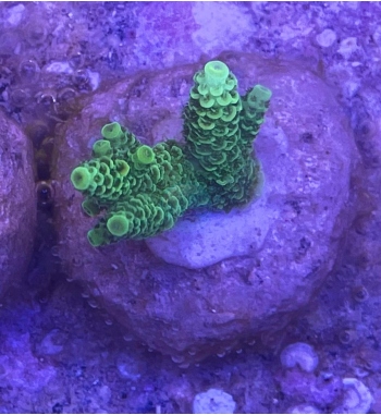 Acropora Millepora green fluo