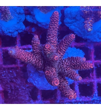 Acropora millepora red