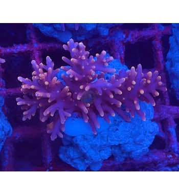 Acropora Carduus pacman