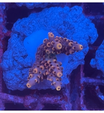 Acropora Glauca orange