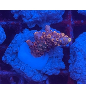 Acropora Glauca orange