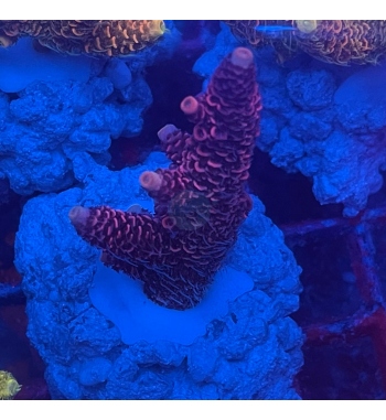 Acropora Millepora red