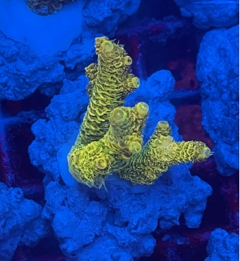 Acropora Millepora yellow