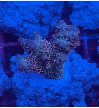 Acropora Tenuis rainbow