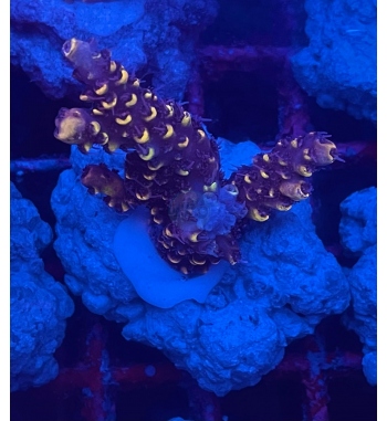 Acropora Glauca orange