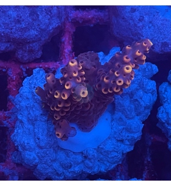 Acropora Glauca orange