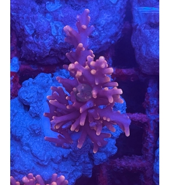 Acropora Pacman