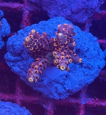 Acropora Glauca