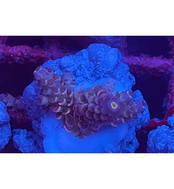 Acropora Tenuis rainbow