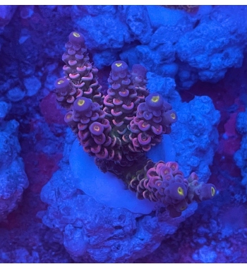 Acropora Tenuis red and blue