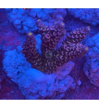 Acropora Tenuis red and blue