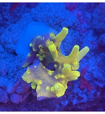 Acropora Caroliniana