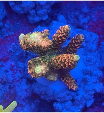 Acropora Millepora sunset