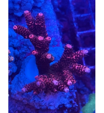 Acropora Millepora red