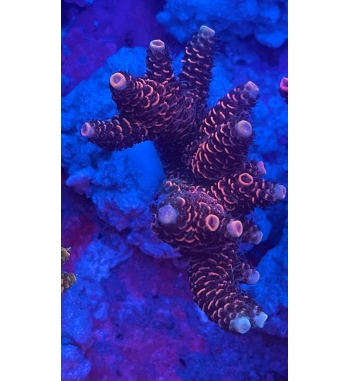 Acropora Millepora orange