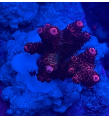 Acropora Millepora red