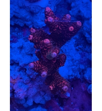 Acropora Millepora red