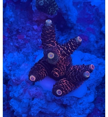 Acropora Millepora orange