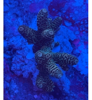 Acropora Millepora green