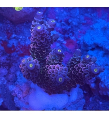 Acropora Tenuis red and blue