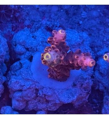 Acropora Microlados red