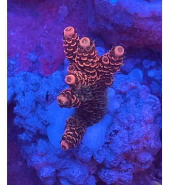 Acropora Millepora orange