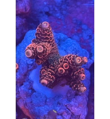 Acropora Millepora orange