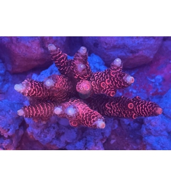 Acropora Millepora red