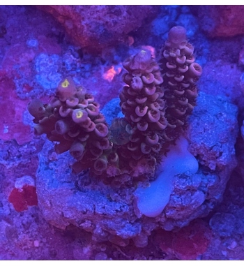 Acropora Tenuis red and blue