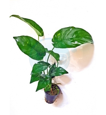 Anubias gilletii