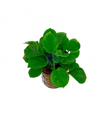 Anubias barteri coin leaf