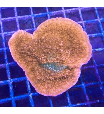 Montipora grafted