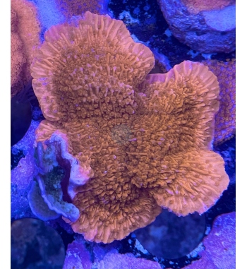 Montipora foliosa orange