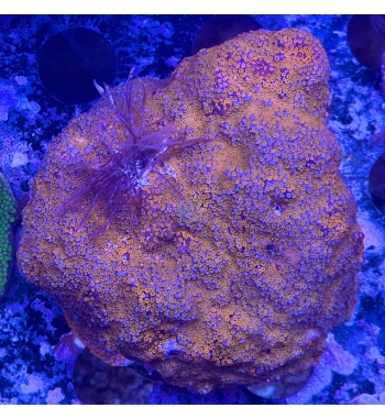 Montipora superman danae