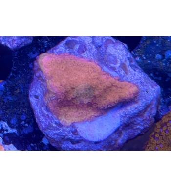 Montipora mollis orange