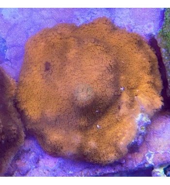 Montipora mollis orange