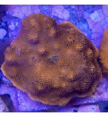 Montipora mollis orange