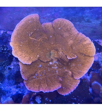 Montipora foliosa XXL