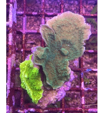 Combo montipora foliosa