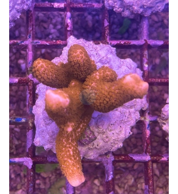 Montipora digitata orange