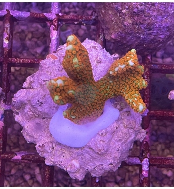 Montipora samarensis forest fire