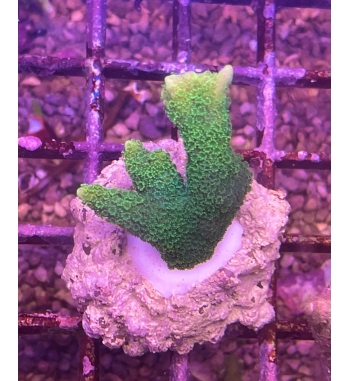 Montipora digitata green