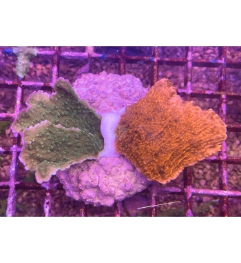 Montipora foliosa combo