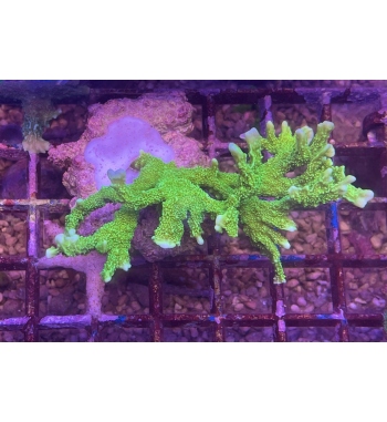 Montipora malampaya green fluo