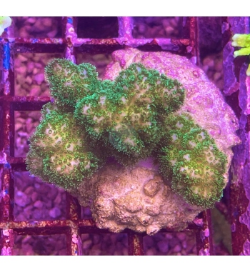 Pocillopora damicornis green