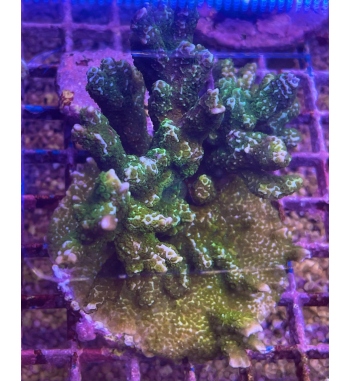 Montipora confusa green