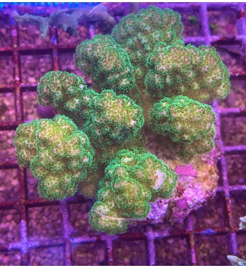 Pocillopora damicornis green