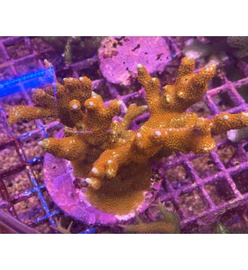 Montipora samarensis forest fire