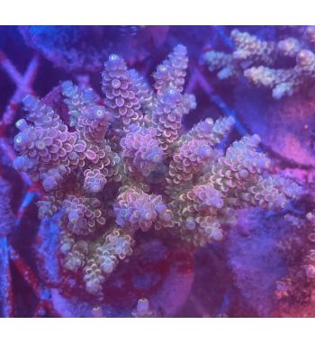 Acropora walt disney